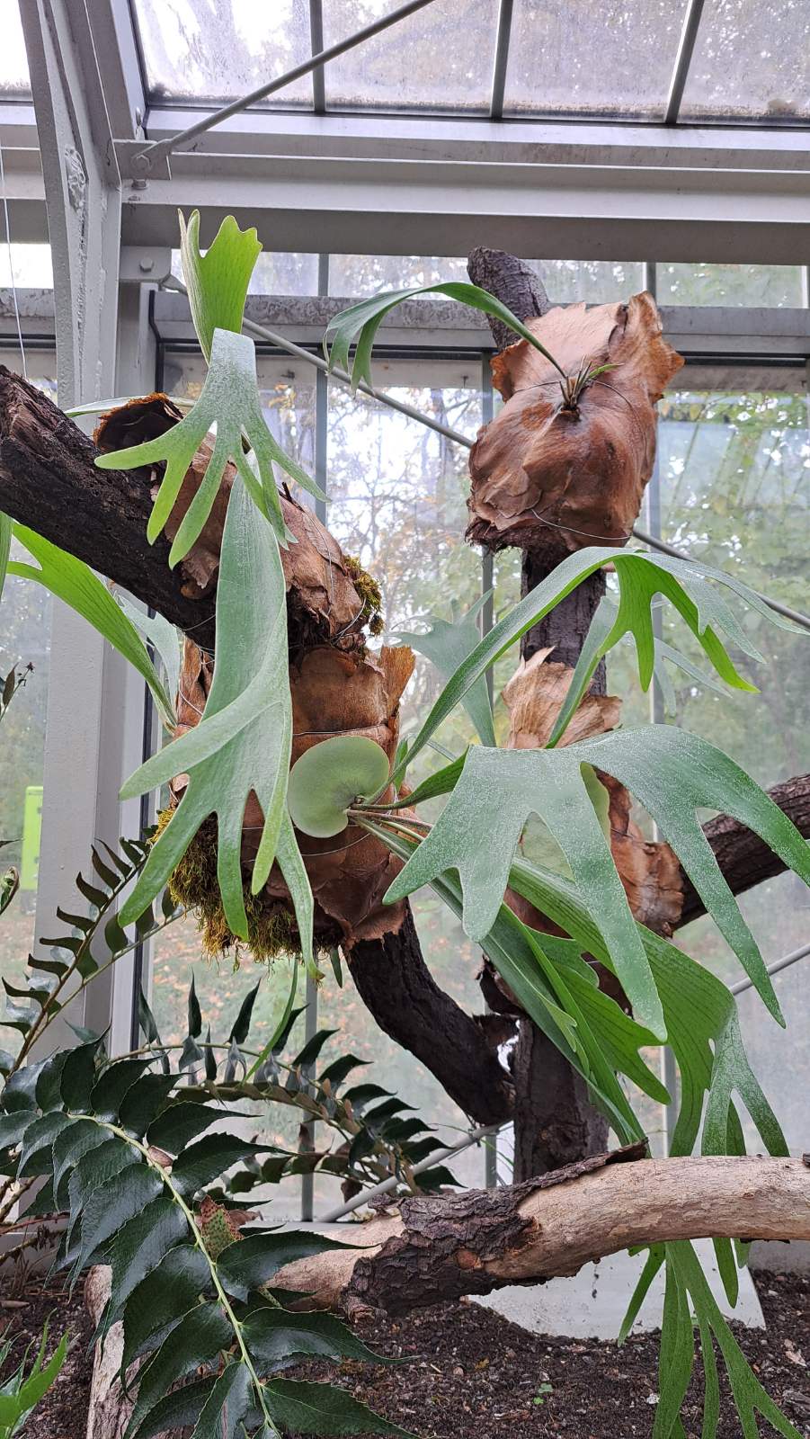 IMG-f8b61c27162a6f0a17718a0ff52387a7-V